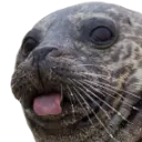 belpseal