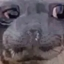 depressedseal