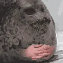 HmmSeal