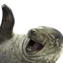 laughingseal2