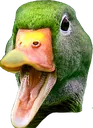 what_the_duck