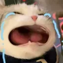 cat_cry