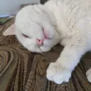 Toshicat
