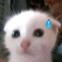 oh_no Discord Emoji | '' ₊🌷⁺ Ask To DM ❥ Egirls ❥ Nitro ❥ Make Friends ❥ Guilds Tags ❥ Hangout ❥ Ask2DM ❥ Sfw ❥ Non Dating