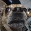 BackDog custom emote | Red Wolf
