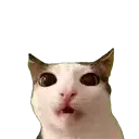 cateat