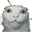 crazykitty