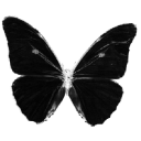 :056_blackbutterfly: