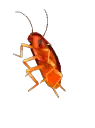 rainbowroach