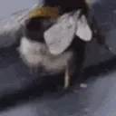 beetwerk