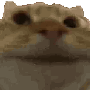 3_catnod animated emote | ノtype · chat · vc · giveaways · social · chill