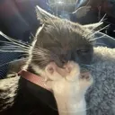 hehehcat