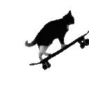 SkateboardingKitty