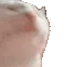 A_cat_blast