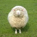 sheepstare