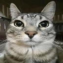 cat Discord Emoji | Invictus