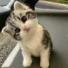 innocent_cat