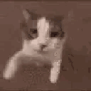 3_catkiss animated GIF emoji - ノtype · chat · vc · giveaways · social · chill