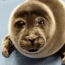 sadseal Discord Emoji | Sakura