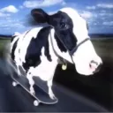 moo