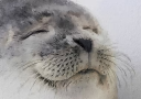 happyseal custom emote | Sakura