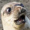 surprisedseal Discord sticker | Sakura