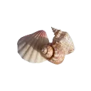 ss_seashells