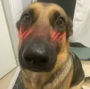 blushingdogwhining