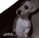 shydog