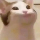 pop_cat custom emote from Random sh*t