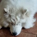 MishkaSleepy