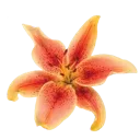 emoji_62