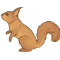 squirrel