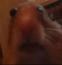 surprisedhamster Discord Emoji from Roblox Cheat