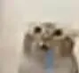 cat_uuu