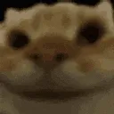 nodcathyper