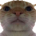 :cat: