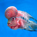 Flowerhorn fish with a large red head hump looking sideways against a bright blue background.