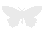01_butterflywhite