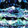 Nexus_Horizon