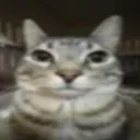 catstare