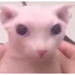 bingusstare