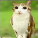 meowl