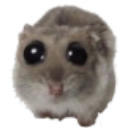 A small rodent with large, glossy black eyes looking up with a pleading expression.