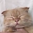 cat_mocle Discord emoji