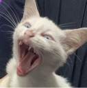 cat_mlamsao Discord emoji