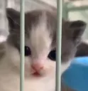 PS_CatJailHehe