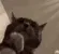 PS_CatClappin