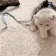 PS_CatDies