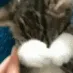 PS_CatNotLikeThis